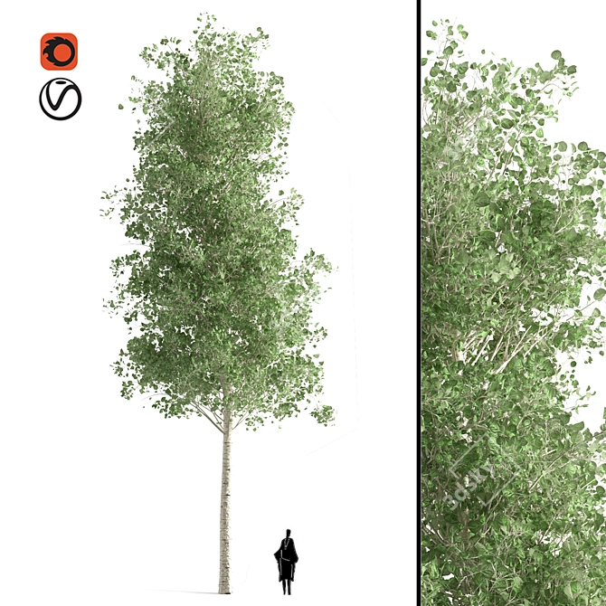 Quaking Aspen Tree: Natural Beauty 3D model image 1