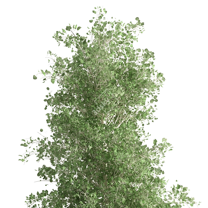 Quaking Aspen Tree: Natural Beauty 3D model image 2