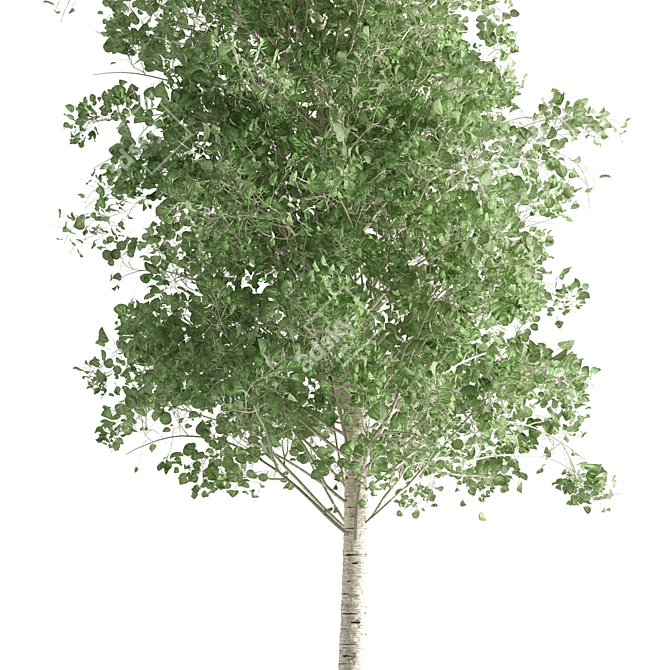 Quaking Aspen Tree: Natural Beauty 3D model image 3