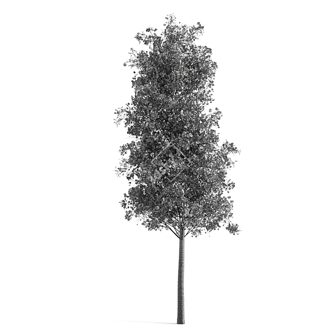 Quaking Aspen Tree: Natural Beauty 3D model image 4