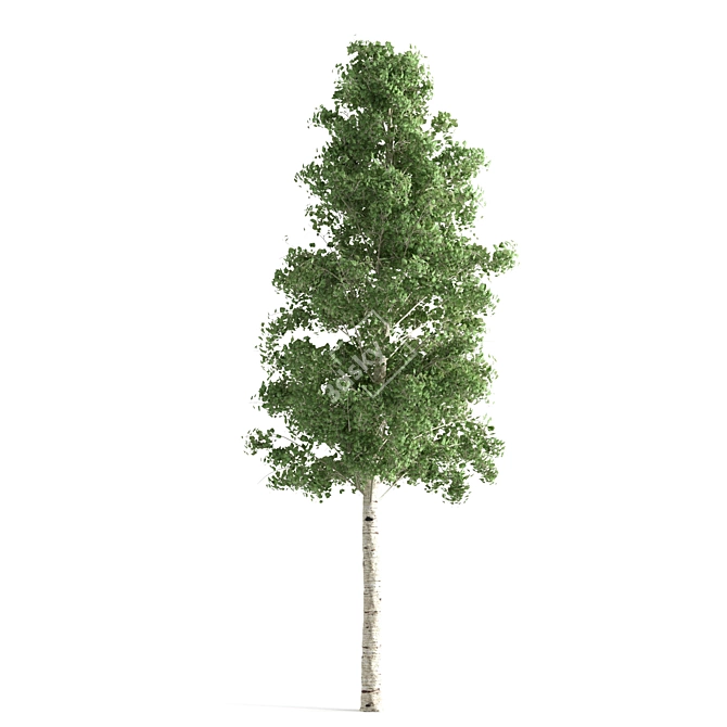 Quaking Aspen: Vibrant Nature's Beauty 3D model image 2