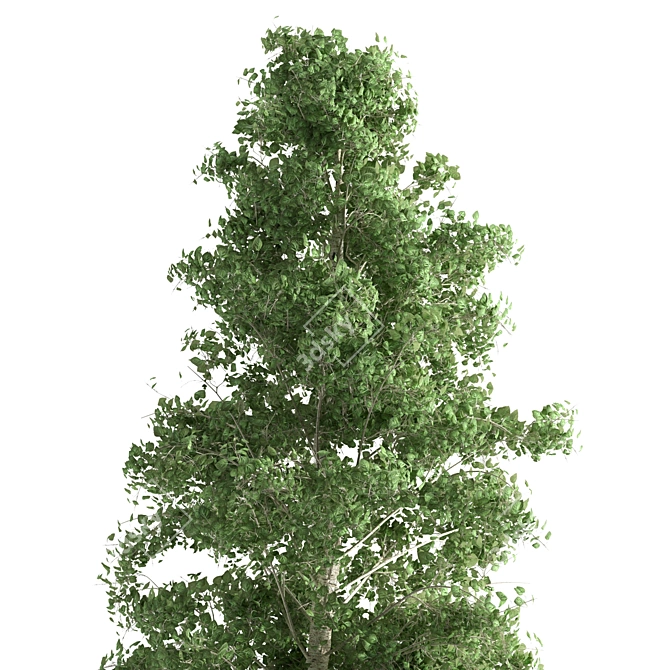 Quaking Aspen: Vibrant Nature's Beauty 3D model image 4