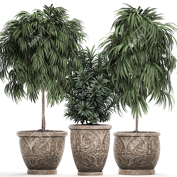 Tropical Ficus Collection - Kinsey Family Farm 3D model image 1