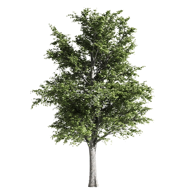 Premium Linden Tree 3D model image 2