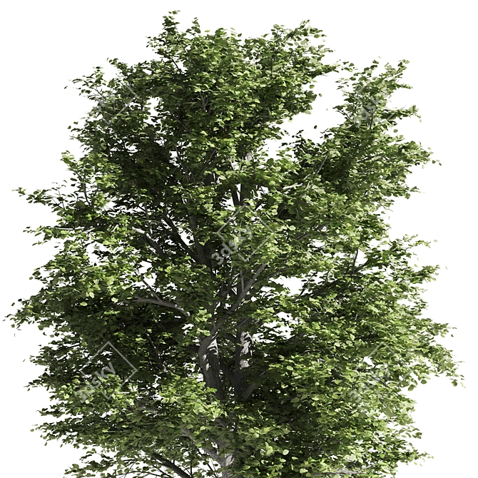 Premium Linden Tree 3D model image 3