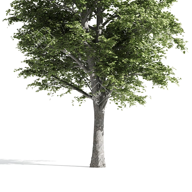 Premium Linden Tree 3D model image 4