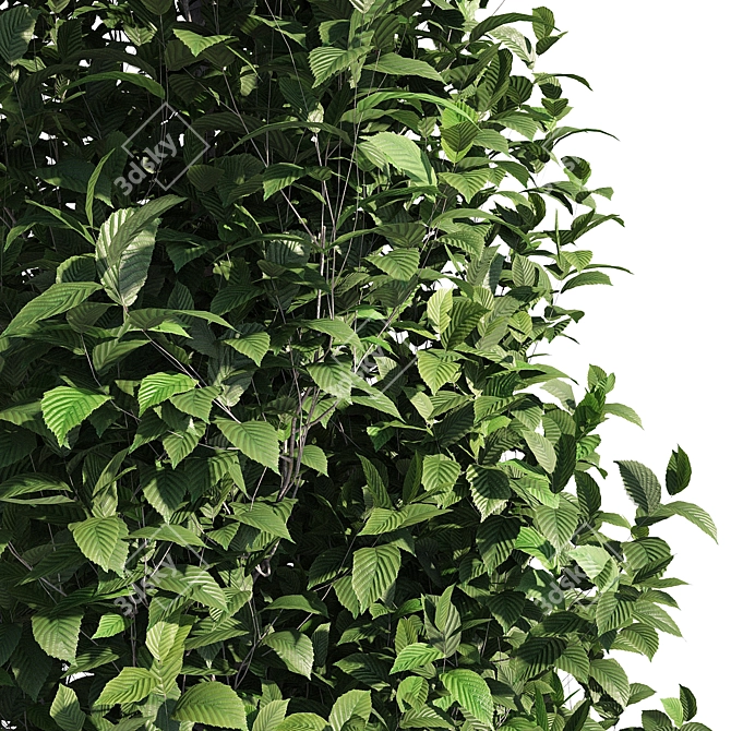 Carpinus Fastigiata: Tall, Compact, and Elegant 3D model image 3