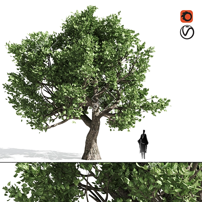 Amur Cork Tree Extract: Summer Bliss 3D model image 1