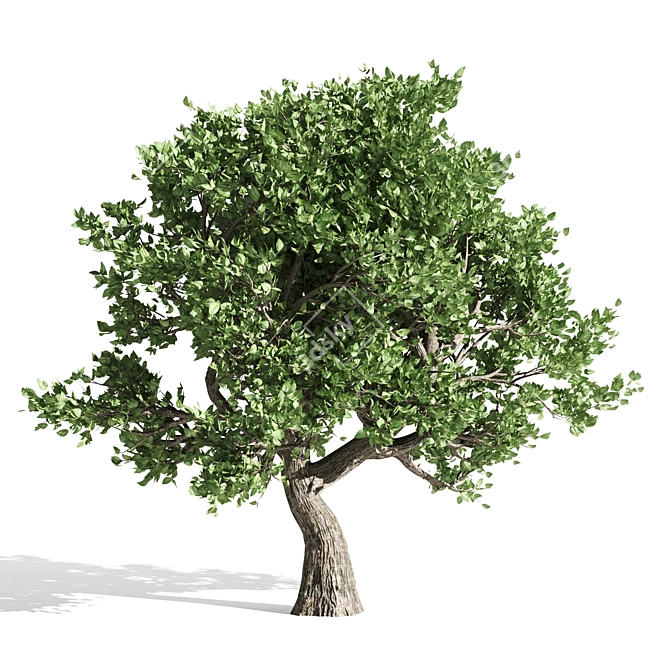 Amur Cork Tree Extract: Summer Bliss 3D model image 2