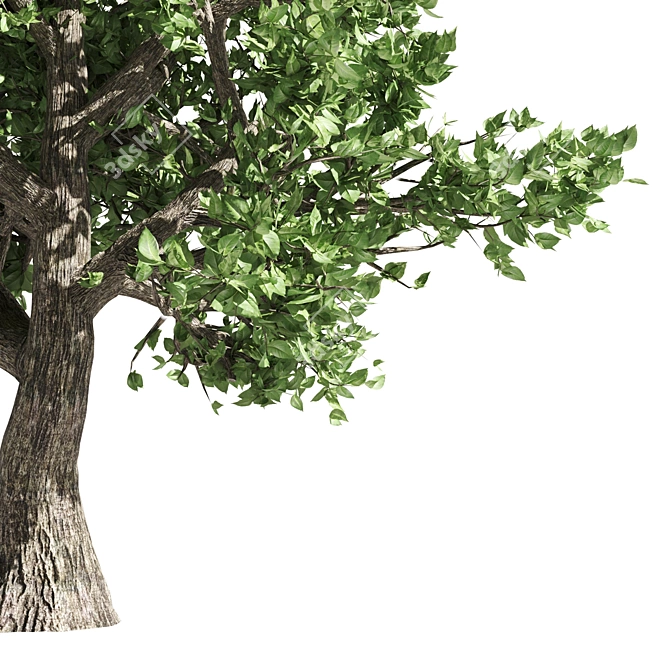 Amur Cork Tree Extract: Summer Bliss 3D model image 3