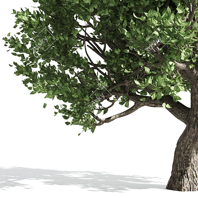 Amur Cork Tree Extract: Summer Bliss 3D model image 4