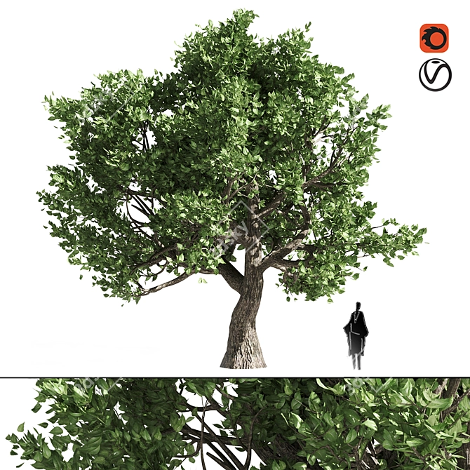 Amur Cork Tree Extract: Summer Bliss 3D model image 6