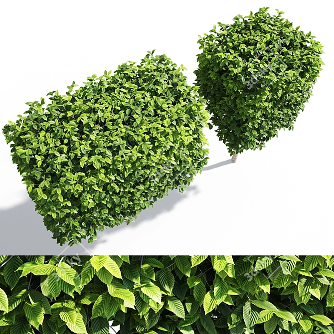 Fastigiate Carpinus Pyramid Hedge - 2m Height 3D model image 2