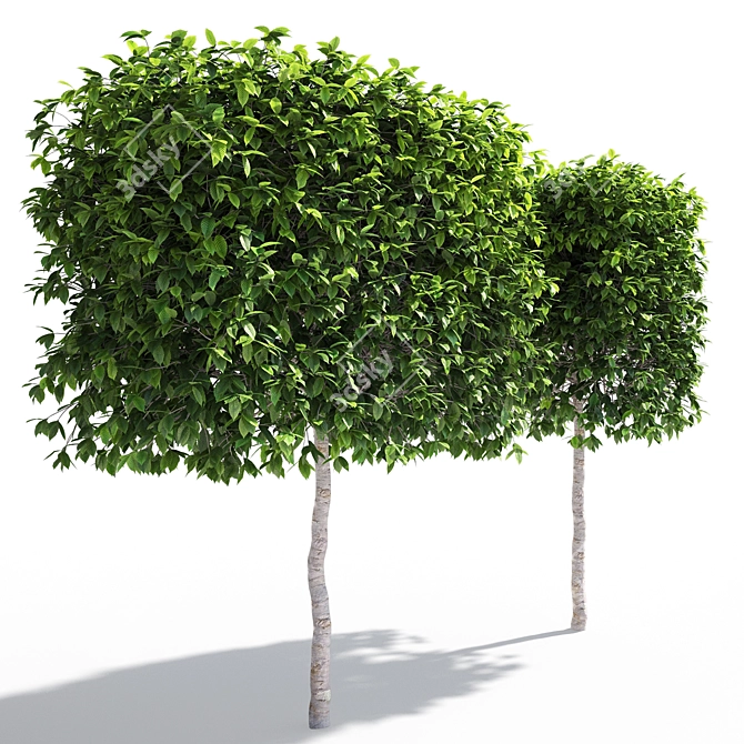 Fastigiate Carpinus Pyramid Hedge - 2m Height 3D model image 3