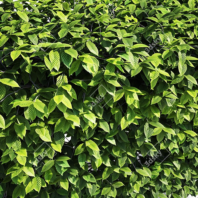 Fastigiate Carpinus Pyramid Hedge - 2m Height 3D model image 4