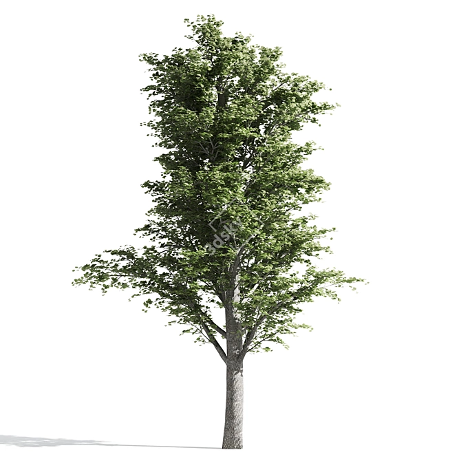 Temperate Tilia Trees 3D model image 2