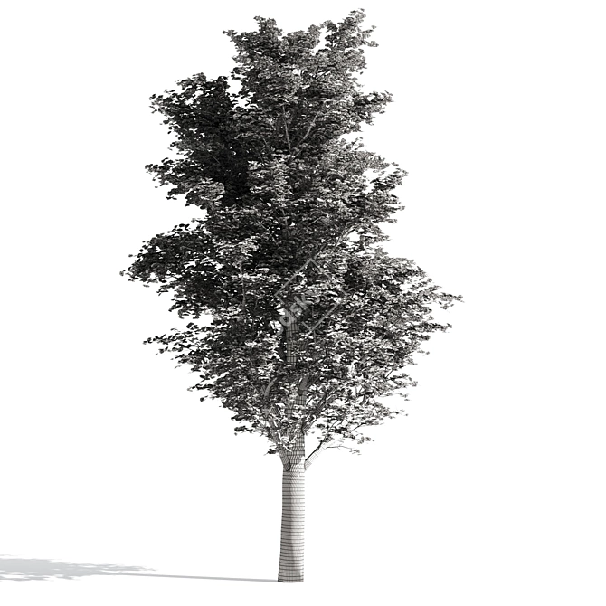 Temperate Tilia Trees 3D model image 4