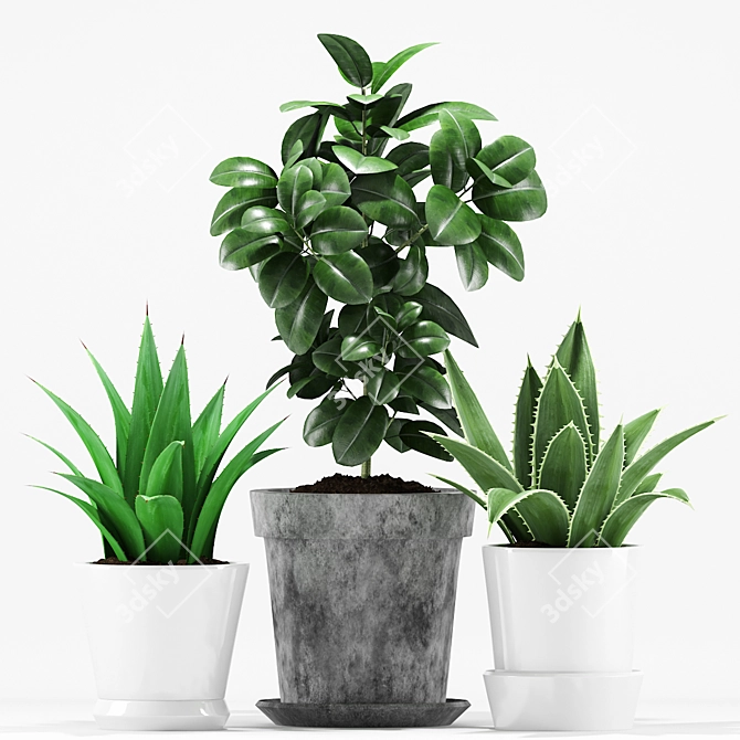 Tropical Pot Plants Set 3D model image 2