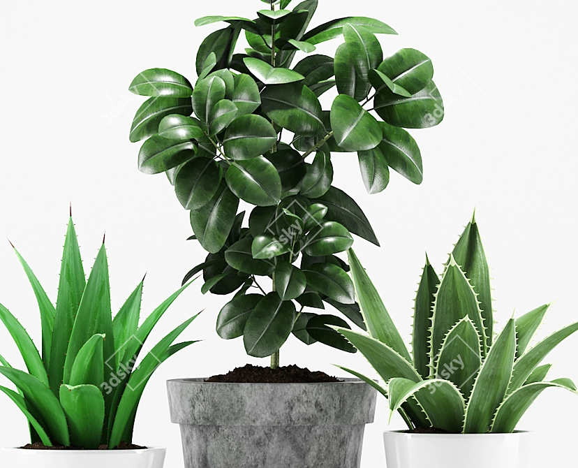 Tropical Pot Plants Set 3D model image 3