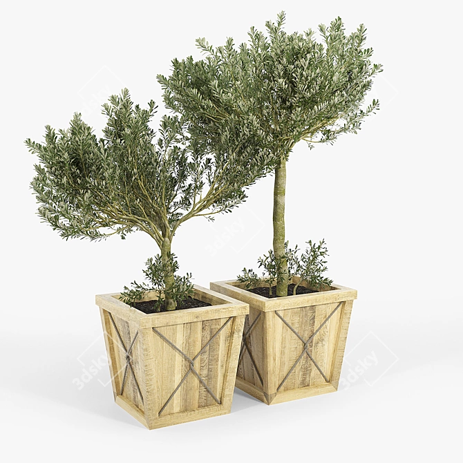 Olea Europaea 3D Model Bundle 3D model image 3