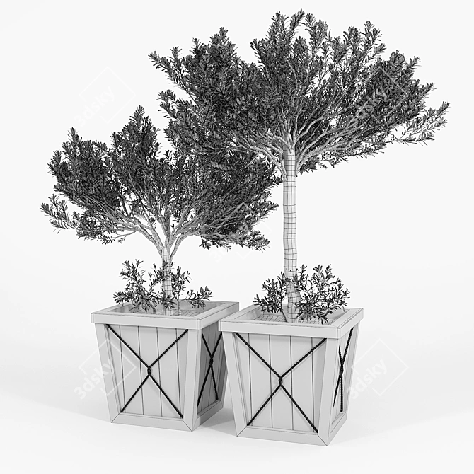 Olea Europaea 3D Model Bundle 3D model image 4