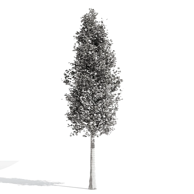 Premium Populus Collection 3D model image 2