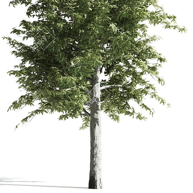 Majestic Oak: Towering Elegance 3D model image 4