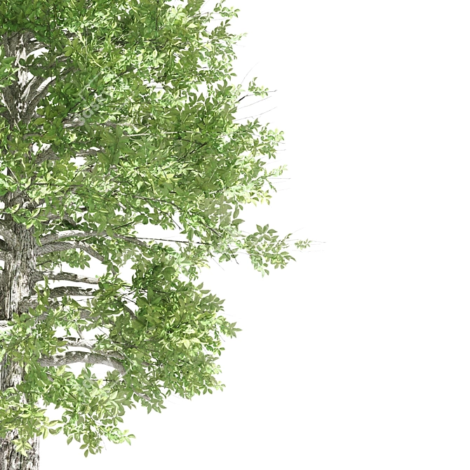 Tupelo Tree: Majestic Fall Colors 3D model image 3