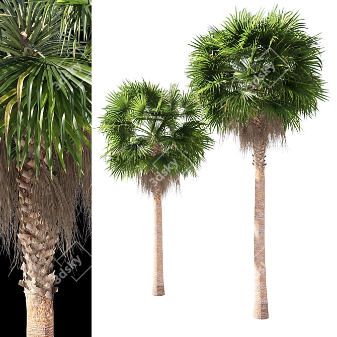 Large Mexican Fan Palm Tree 3D model image 1