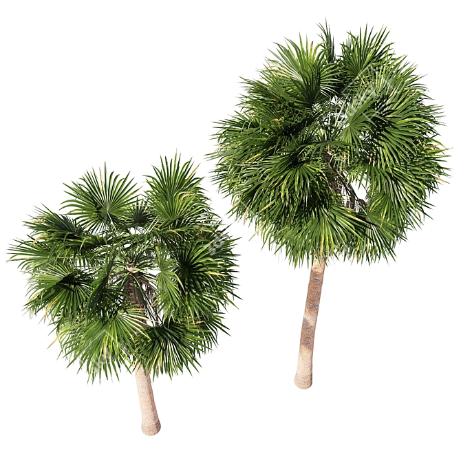 Large Mexican Fan Palm Tree 3D model image 2