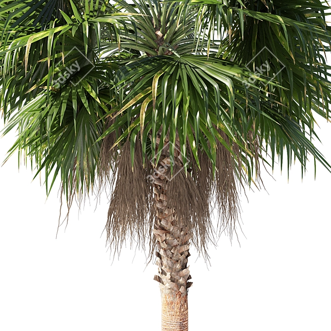 Large Mexican Fan Palm Tree 3D model image 3