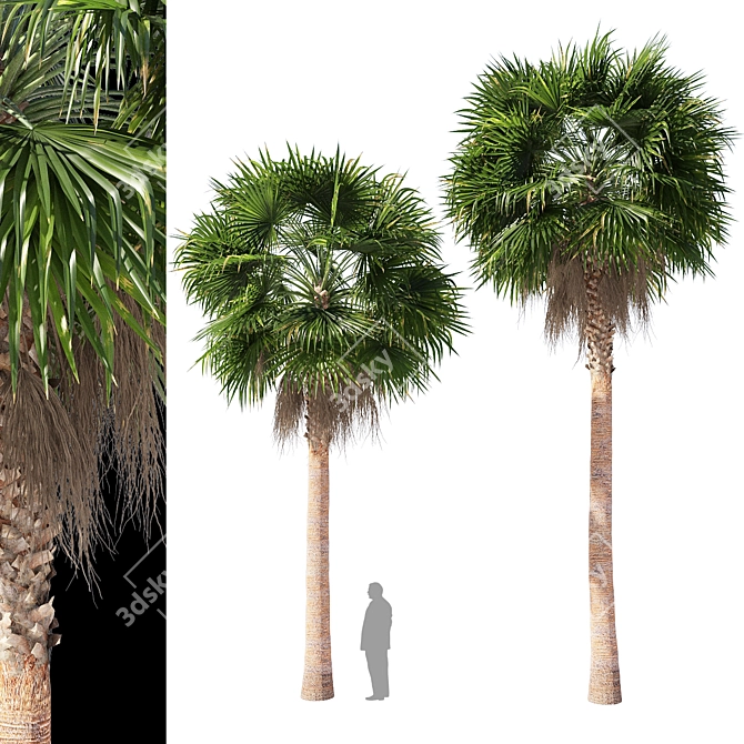 Large Mexican Fan Palm Tree 3D model image 4