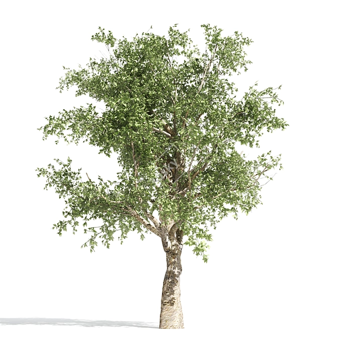 Lush Shade Provider 3D model image 3