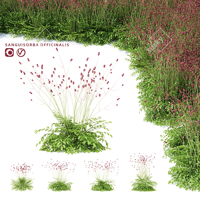 Hemophilus officinalis 3D Plant Model Bundle 3D model image 1