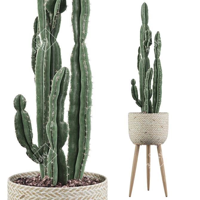 Euphorbia Candelabrum: Unique Indoor Cactus 3D model image 1