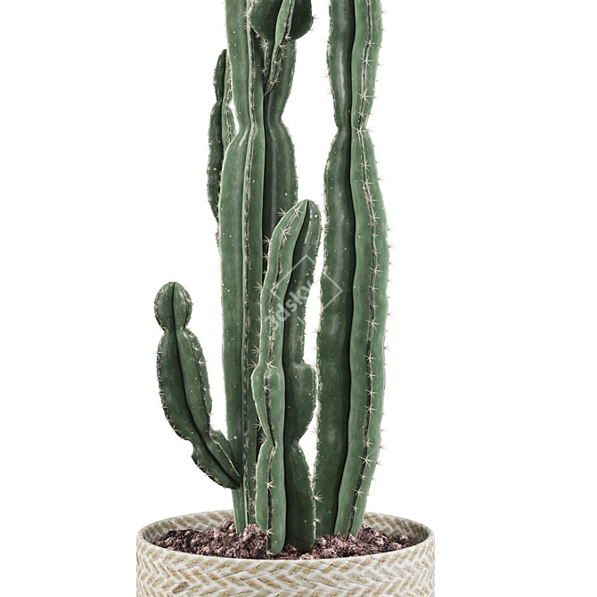 Euphorbia Candelabrum: Unique Indoor Cactus 3D model image 2