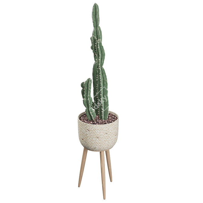 Euphorbia Candelabrum: Unique Indoor Cactus 3D model image 3