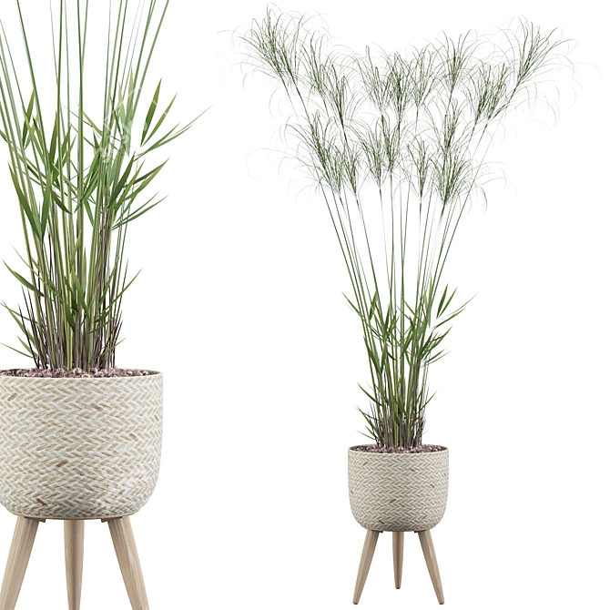 Exquisite Cyperus Nofretete Collection 3D model image 1