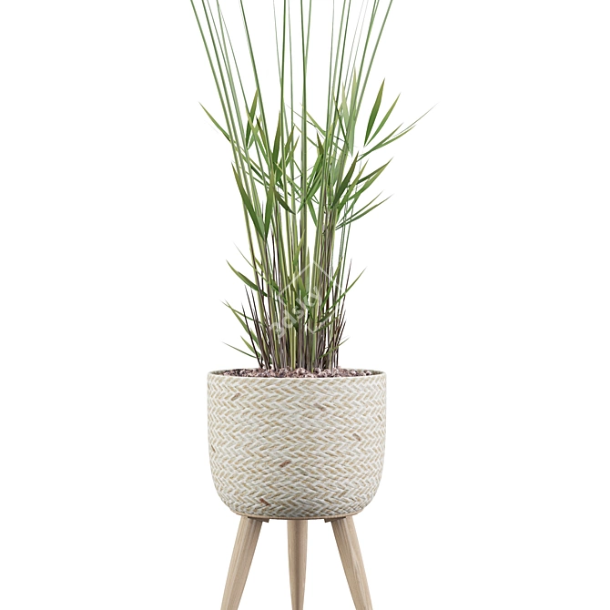 Exquisite Cyperus Nofretete Collection 3D model image 3