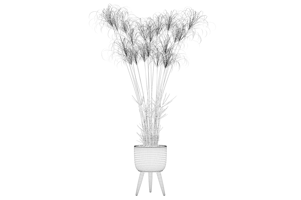 Exquisite Cyperus Nofretete Collection 3D model image 4