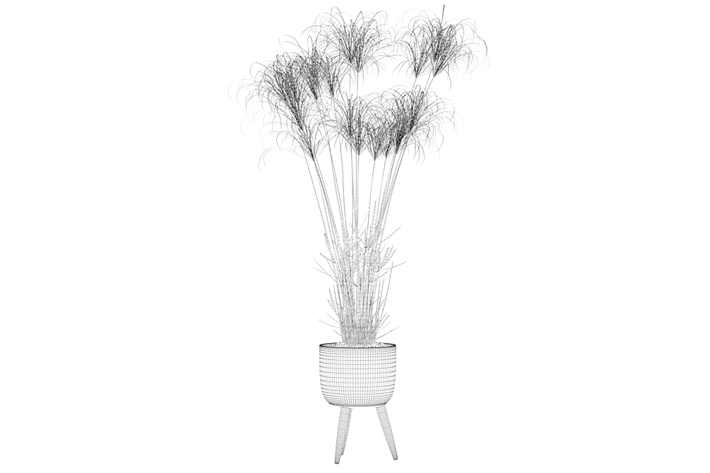 Exquisite Cyperus Nofretete Collection 3D model image 5