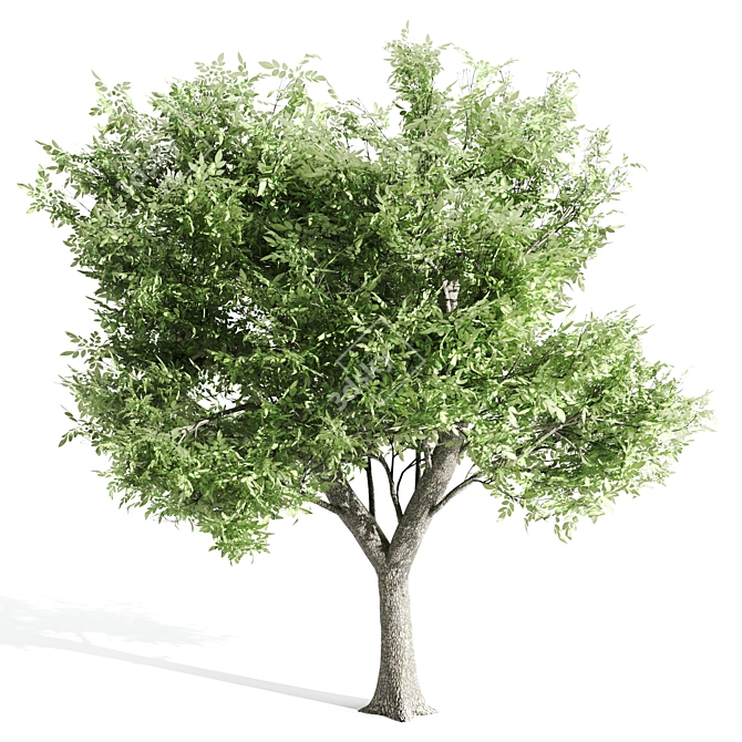  Majestic Ash Tree at 15m 3D model image 2