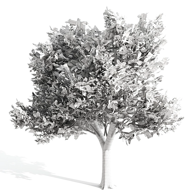  Majestic Ash Tree at 15m 3D model image 3