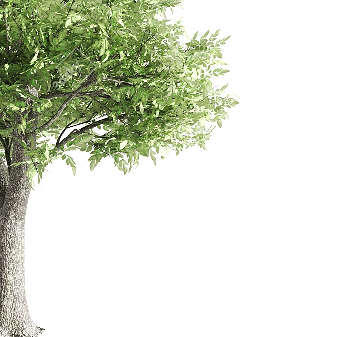  Majestic Ash Tree at 15m 3D model image 4