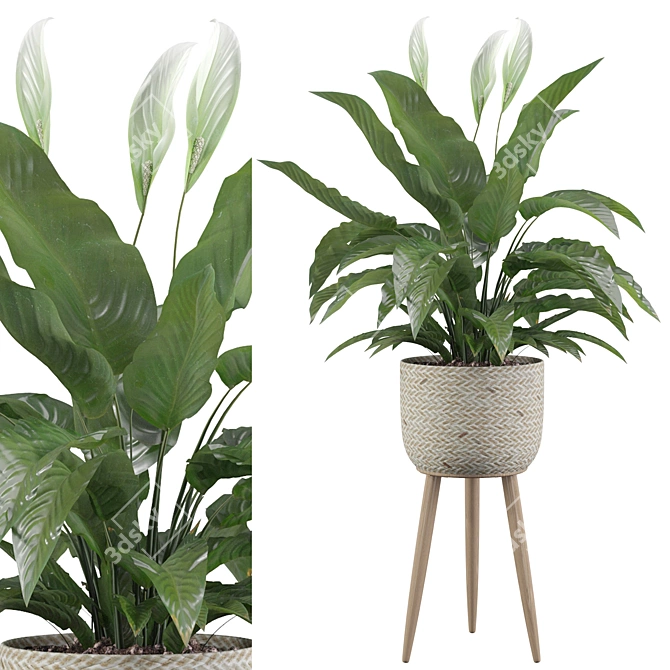 Exquisite Peace Lily - Perfectly Crafted 3D model image 1