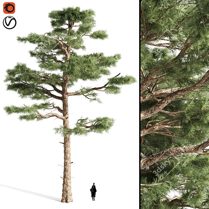  Majestic Pine Tree | 17.90 ft | 3DSMax | Textures 3D model image 1