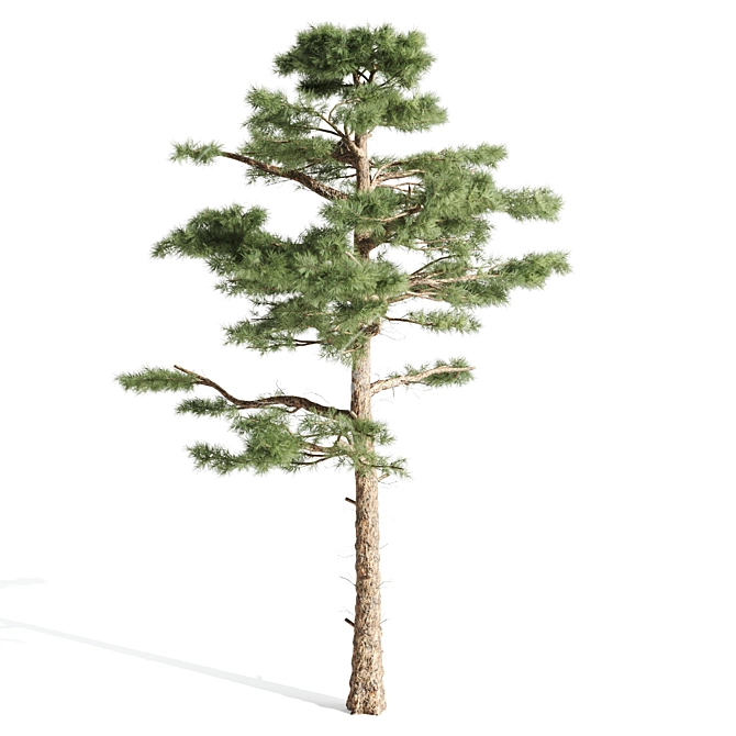  Majestic Pine Tree | 17.90 ft | 3DSMax | Textures 3D model image 3