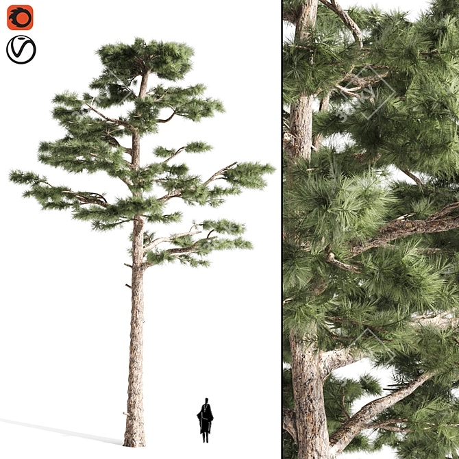 Majestic Pine Tree - 15.28ft Height 3D model image 1