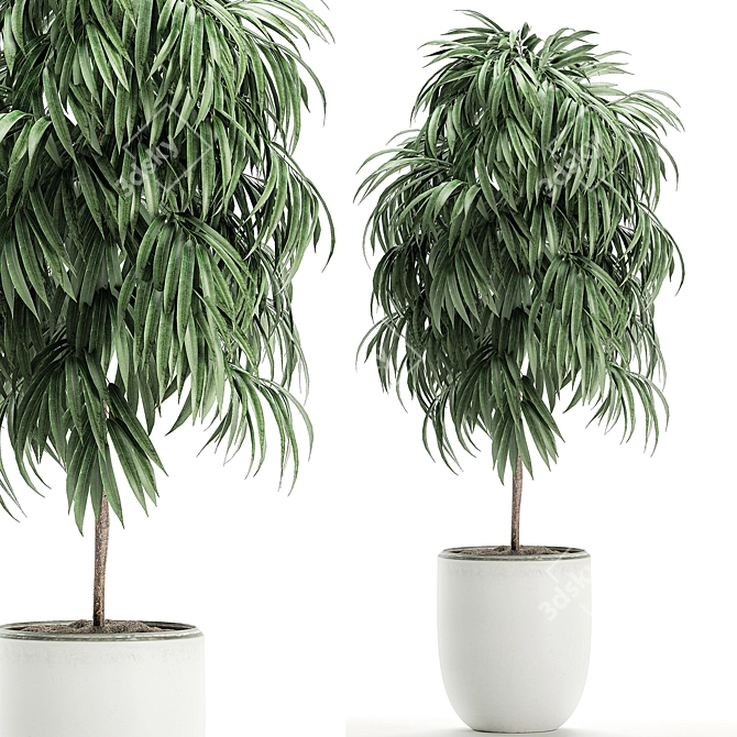 Tropical Plant Ficus Alii in White Pot 3D model image 1