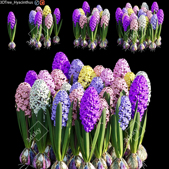 Elegant Hyacinthus Model with High Polys 3D model image 1